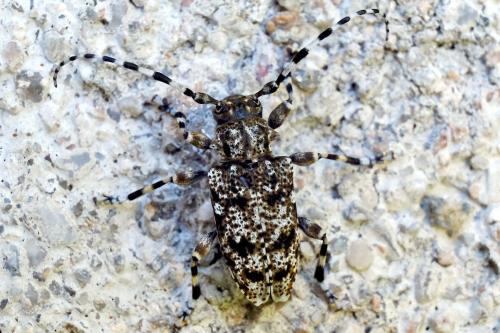 Aegomorphus clavipes